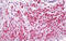 Caldesmon 1 antibody, MBS247507, MyBioSource, Immunohistochemistry frozen image 