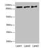 Exonuclease 1 antibody, LS-C395800, Lifespan Biosciences, Western Blot image 