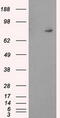 Protein Tyrosine Phosphatase Receptor Type E antibody, CF501025, Origene, Western Blot image 