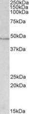 Isocitrate Dehydrogenase (NADP(+)) 1, Cytosolic antibody, LS-C139693, Lifespan Biosciences, Western Blot image 