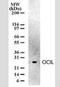 C-Type Lectin Domain Family 2 Member D antibody, NBP2-33226, Novus Biologicals, Western Blot image 