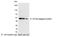 His tag antibody, 18814P, QED Bioscience, Western Blot image 