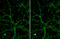 OTU Deubiquitinase, Ubiquitin Aldehyde Binding 1 antibody, GTX634648, GeneTex, Immunocytochemistry image 