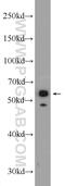 Keratin 4 antibody, 16572-1-AP, Proteintech Group, Western Blot image 