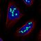 NOC2 Like Nucleolar Associated Transcriptional Repressor antibody, HPA044258, Atlas Antibodies, Immunocytochemistry image 