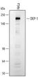 Protein Tyrosine Phosphatase Receptor Type J antibody, PA5-47225, Invitrogen Antibodies, Western Blot image 