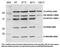 OxPhos Complex antibody, 45-8099, Invitrogen Antibodies, Western Blot image 