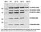 OxPhos Complex antibody, 45-8099, Invitrogen Antibodies, Western Blot image 