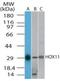 T Cell Leukemia Homeobox 1 antibody, PA1-41396, Invitrogen Antibodies, Western Blot image 