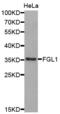 Fibrinogen Like 1 antibody, LS-C332853, Lifespan Biosciences, Western Blot image 