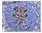 KI-67 antibody, A00254, Boster Biological Technology, Immunohistochemistry paraffin image 