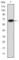 PPARG Coactivator 1 Alpha antibody, abx011860, Abbexa, Western Blot image 