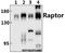Regulatory Associated Protein Of MTOR Complex 1 antibody, A01463S792, Boster Biological Technology, Western Blot image 