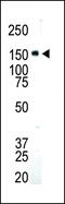 Insulin Like Growth Factor 1 Receptor antibody, GTX25497, GeneTex, Western Blot image 