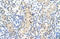 Minichromosome Maintenance Complex Component 7 antibody, 28-539, ProSci, Immunohistochemistry frozen image 