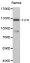 Toll Like Receptor 7 antibody, LS-C192316, Lifespan Biosciences, Western Blot image 