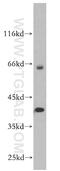 Sp6 Transcription Factor antibody, 21234-1-AP, Proteintech Group, Western Blot image 