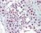 Protein Arginine Methyltransferase 5 antibody, 49-926, ProSci, Immunohistochemistry paraffin image 