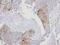 Exportin 7 antibody, NBP1-32350, Novus Biologicals, Immunohistochemistry frozen image 