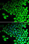 Myosin Light Chain 2 antibody, MBS129752, MyBioSource, Immunofluorescence image 