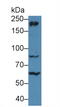 Myosin Heavy Chain 10 antibody, MBS2026855, MyBioSource, Western Blot image 