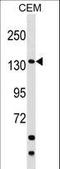 Scaffold Attachment Factor B2 antibody, LS-C162853, Lifespan Biosciences, Western Blot image 