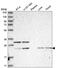 Cysteine Rich Protein 3 antibody, HPA036198, Atlas Antibodies, Western Blot image 