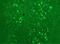 Calbindin 2 antibody, GTX82731, GeneTex, Immunohistochemistry frozen image 