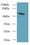 Glycerophosphodiester Phosphodiesterase Domain Containing 2 antibody, LS-C379382, Lifespan Biosciences, Western Blot image 