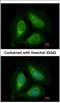 Phosphatidylinositol-5-Phosphate 4-Kinase Type 2 Alpha antibody, NBP2-19835, Novus Biologicals, Immunofluorescence image 