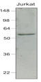 Interferon Regulatory Factor 7 antibody, LS-B2945, Lifespan Biosciences, Western Blot image 