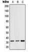 Cell Growth Regulator With EF-Hand Domain 1 antibody, LS-C353278, Lifespan Biosciences, Western Blot image 