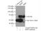 Protein Tyrosine Phosphatase Non-Receptor Type 11 antibody, 20145-1-AP, Proteintech Group, Immunoprecipitation image 