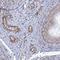 Probable ribonuclease ZC3H12C antibody, NBP1-93580, Novus Biologicals, Immunohistochemistry frozen image 