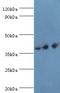 Paired Box 4 antibody, LS-C376275, Lifespan Biosciences, Western Blot image 