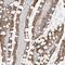 Tectonic Family Member 3 antibody, PA5-55473, Invitrogen Antibodies, Immunohistochemistry frozen image 
