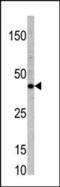 Transcription Factor 7 antibody, PA5-11794, Invitrogen Antibodies, Western Blot image 