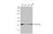 Chaperonin Containing TCP1 Subunit 7 antibody, GTX101347, GeneTex, Western Blot image 