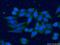 Capping Actin Protein, Gelsolin Like antibody, 66277-1-Ig, Proteintech Group, Immunofluorescence image 