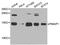 APR antibody, A9801, ABclonal Technology, Western Blot image 