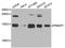 Phorbol-12-Myristate-13-Acetate-Induced Protein 1 antibody, A9801, ABclonal Technology, Western Blot image 