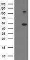 Tubulin beta-4 chain antibody, TA503086S, Origene, Western Blot image 