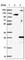 DPY30 Domain Containing 1 antibody, HPA037790, Atlas Antibodies, Western Blot image 