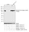 Signal Transducer And Activator Of Transcription 5A antibody, MA5-14973, Invitrogen Antibodies, Western Blot image 