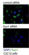 Sad1 And UNC84 Domain Containing 1 antibody, NBP2-59943, Novus Biologicals, Immunofluorescence image 