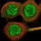 V-Set And Immunoglobulin Domain Containing 1 antibody, NBP1-81072, Novus Biologicals, Immunofluorescence image 