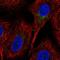 Solute Carrier Family 35 Member C1 antibody, PA5-64146, Invitrogen Antibodies, Immunofluorescence image 
