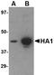 Hemagglutinin antibody, TA160035, Origene, Western Blot image 