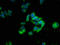 Calcium Voltage-Gated Channel Auxiliary Subunit Alpha2delta 4 antibody, LS-C398895, Lifespan Biosciences, Immunofluorescence image 