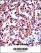 Histamine Receptor H1 antibody, 57-725, ProSci, Immunohistochemistry paraffin image 